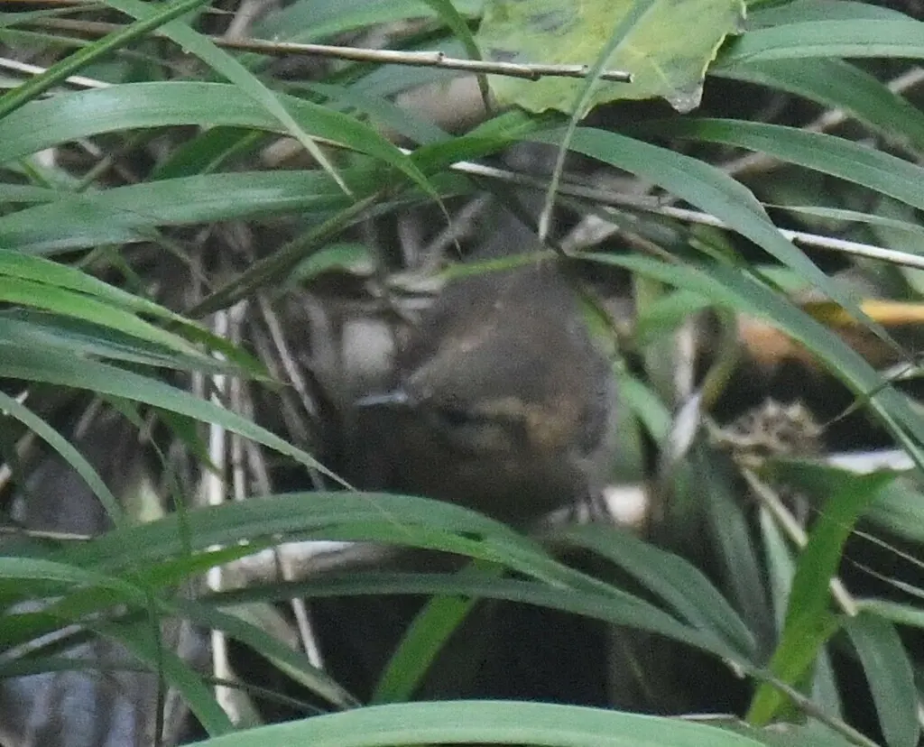 棕眉鹪鹩(Troglodytes rufociliatus)