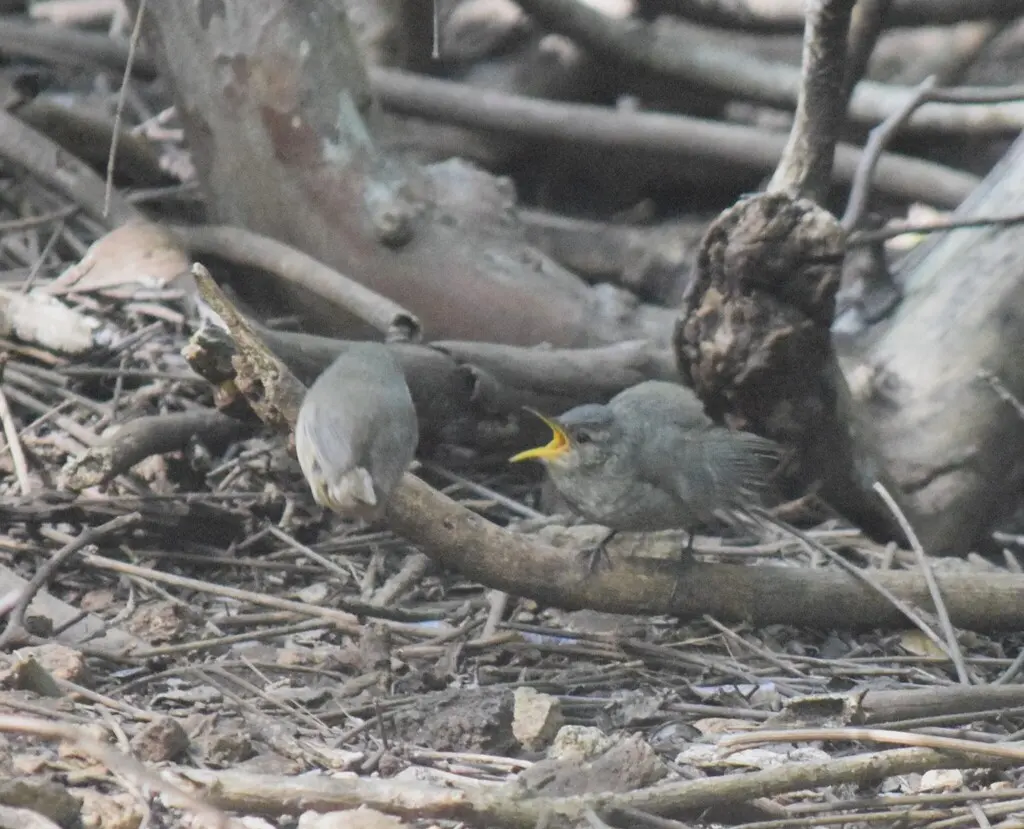 索科罗苇鹪鹩(Troglodytes sissonii)