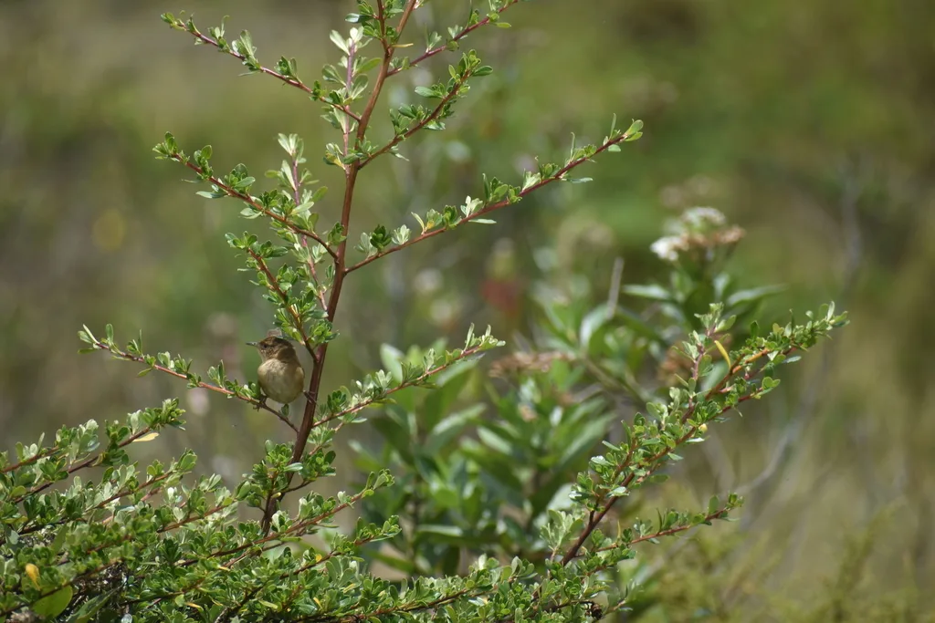山鹪鹩(Troglodytes solstitialis)
