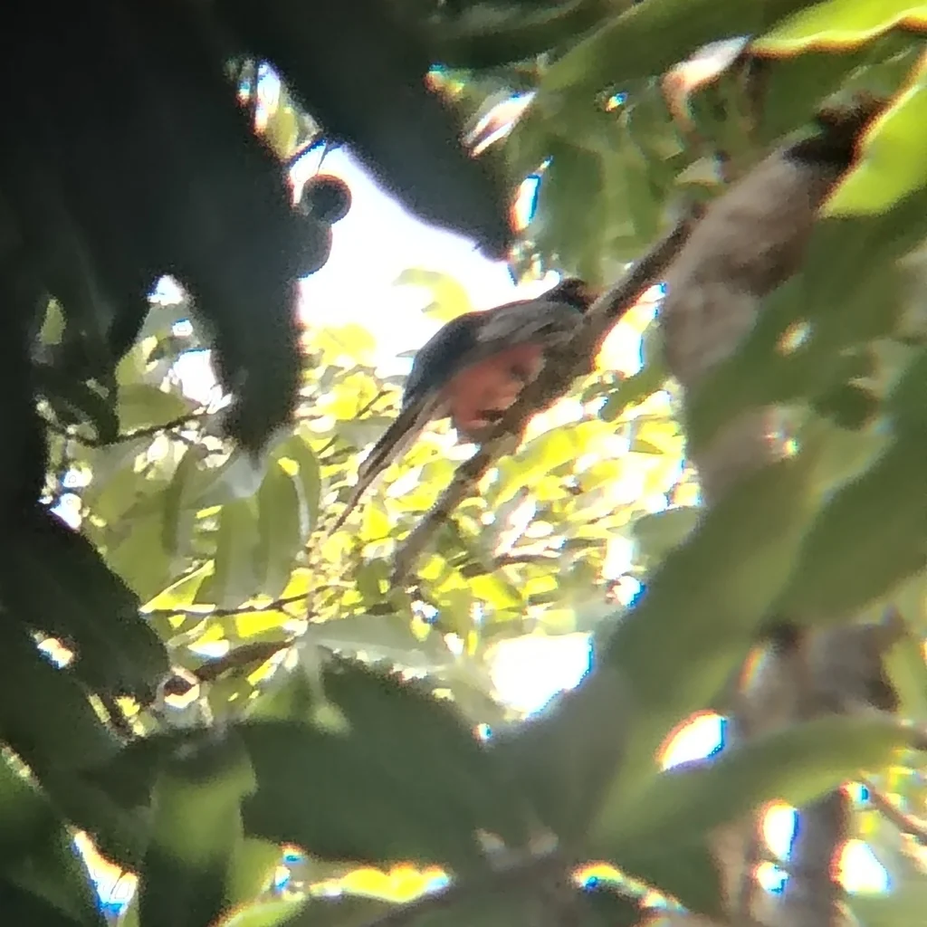 Trogon ambiguus(Trogon ambiguus)