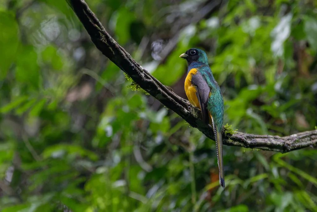 大西洋黑喉咬鹃(Trogon chrysochloros)