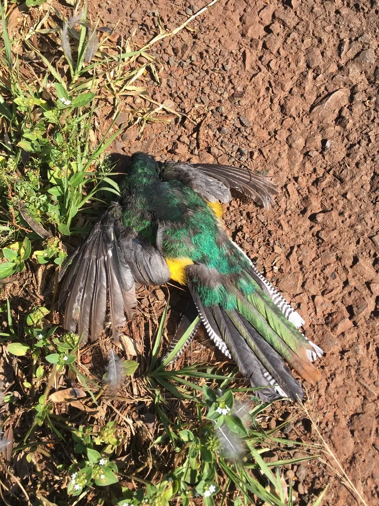 大西洋黑喉咬鹃(Trogon chrysochloros)