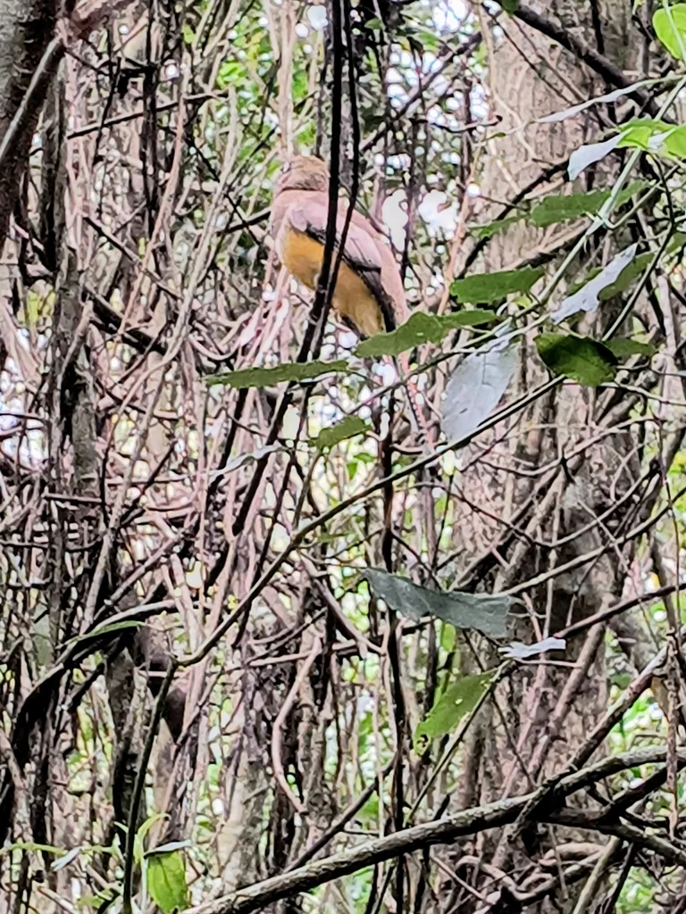 大西洋黑喉咬鹃(Trogon chrysochloros)