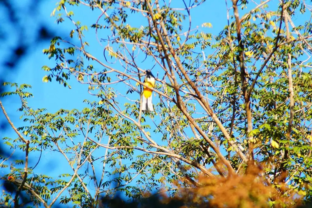 黄纹美洲咬鹃（Trogon citreolus）