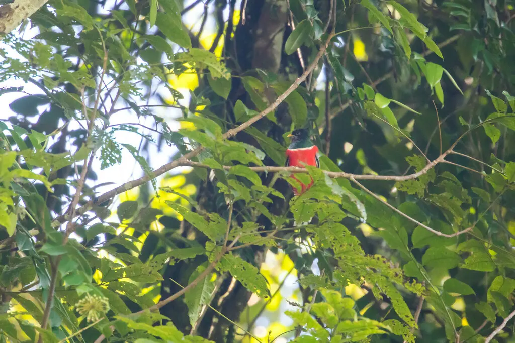 白领美洲咬鹃(Trogon collaris)