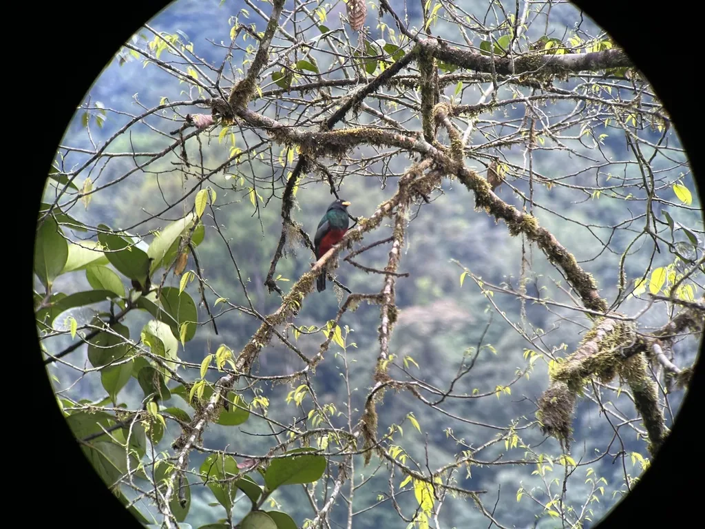 白眼美洲咬鹃(Trogon comptus)