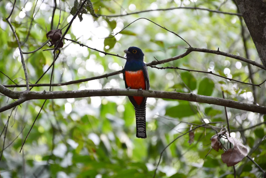 蓝顶美洲咬鹃(Trogon curucui)