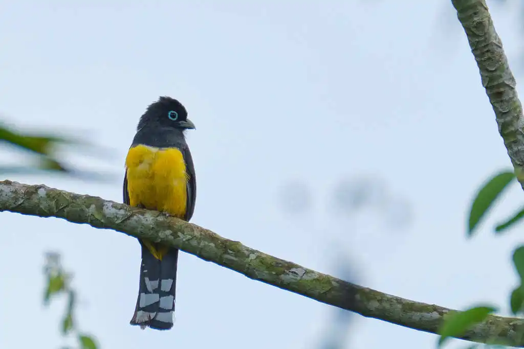 黑头美洲咬鹃（Trogon melanocephalus）