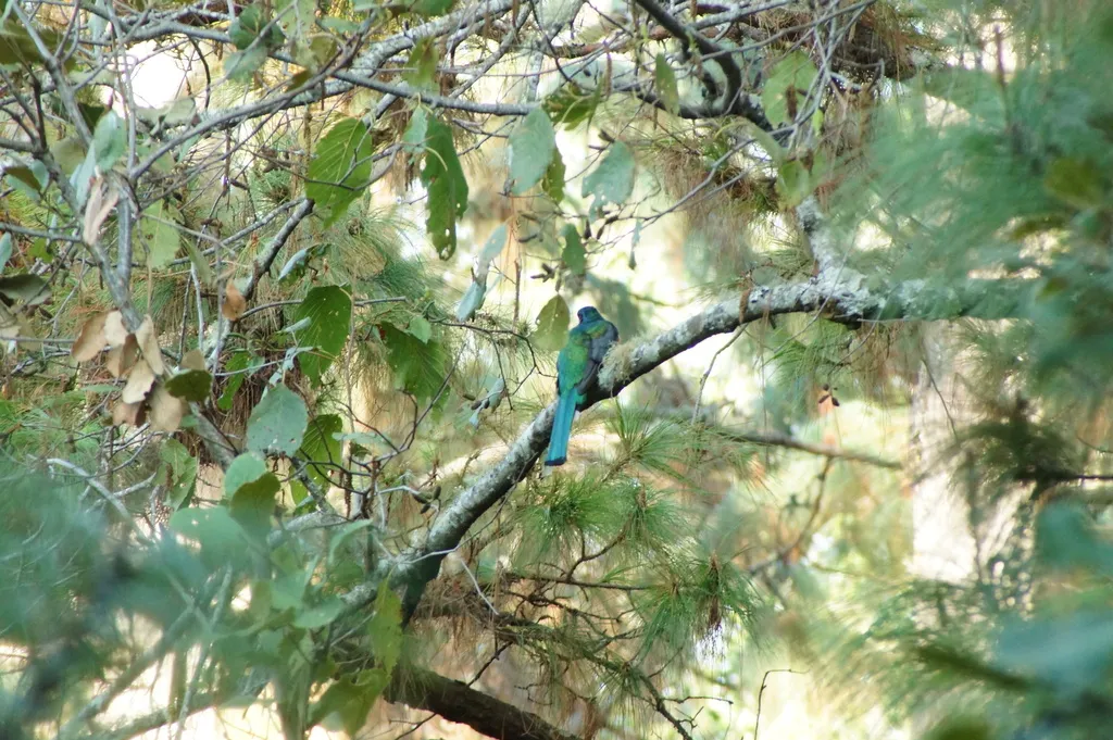 高山美洲咬鹃(Trogon mexicanus)