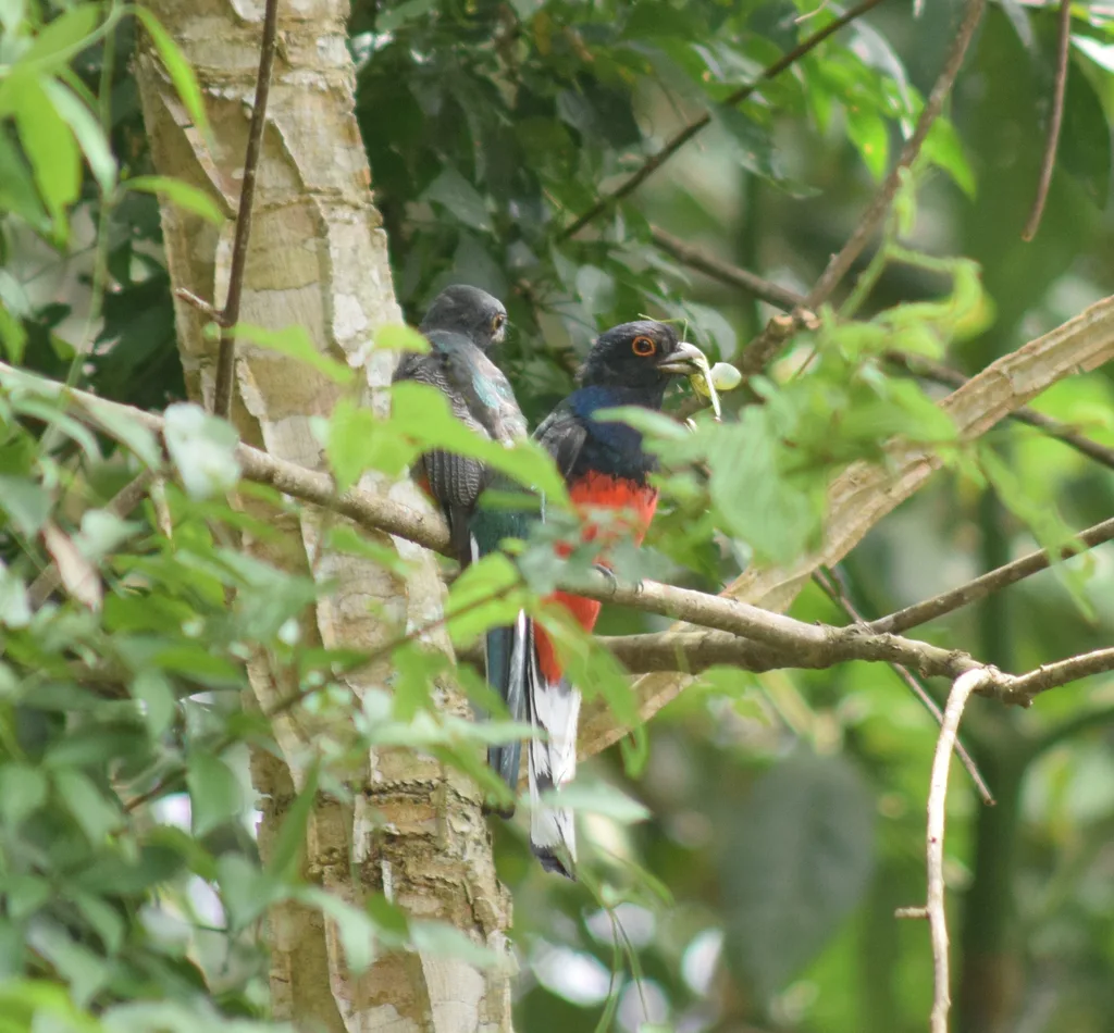 苏鲁美洲咬鹃(Trogon surrucura)