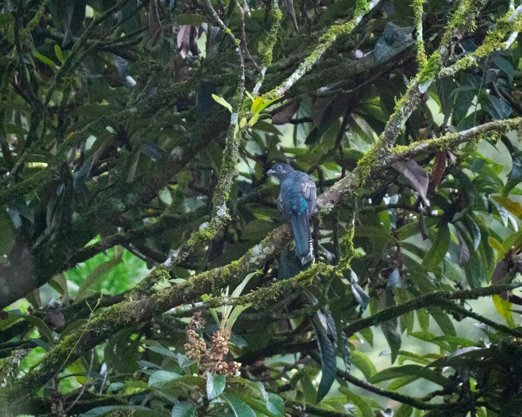 绿背美洲咬鹃(Trogon viridis)