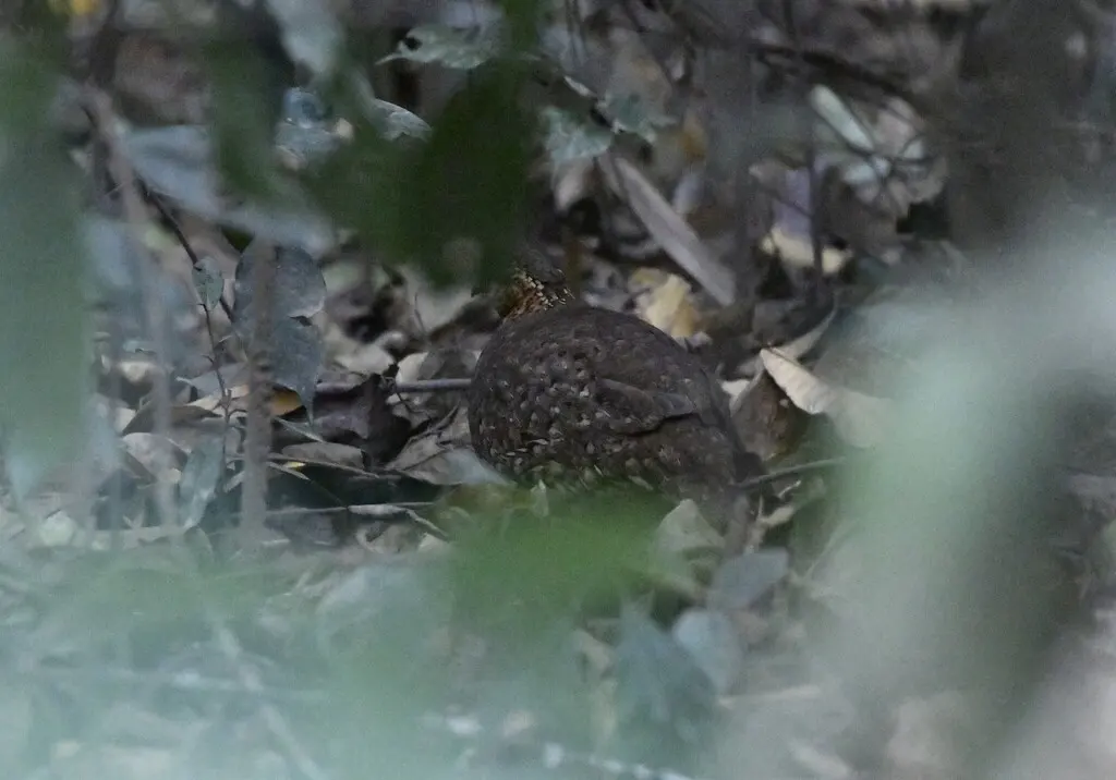 绿脚树鹧鸪(Tropicoperdix chloropus)