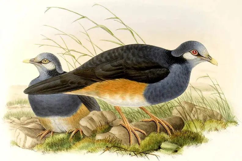 厚嘴地鸠(Trugon terrestris)