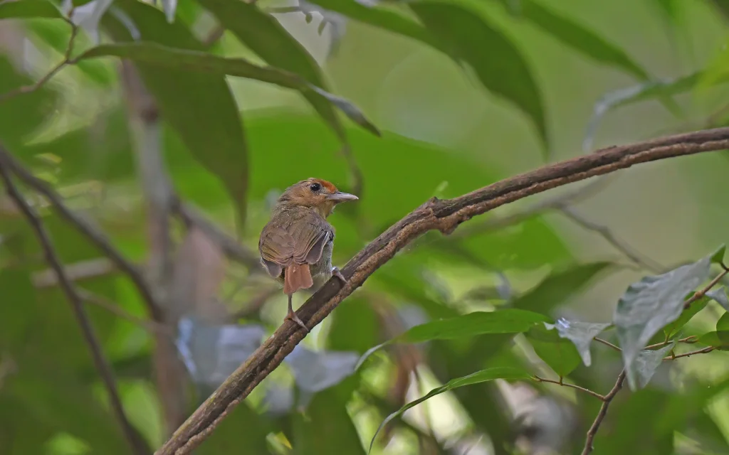 Tunchiornis rubrifrons（Tunchiornis rubrifrons）