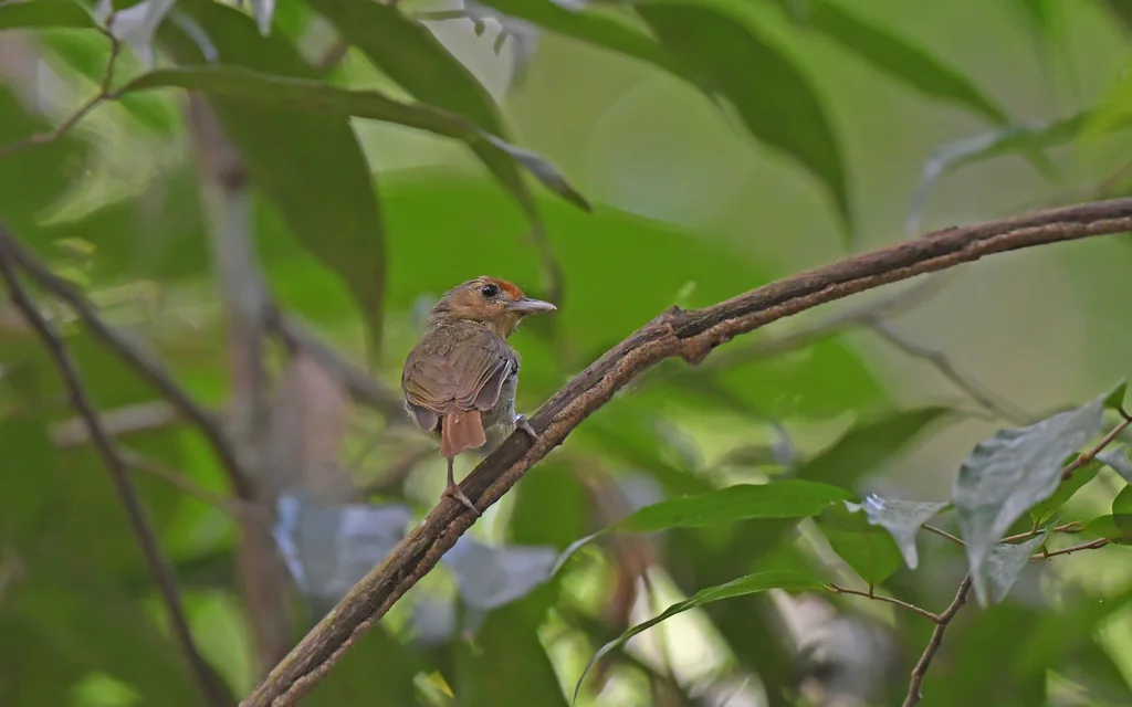 Tunchiornis rubrifrons（Tunchiornis rubrifrons）