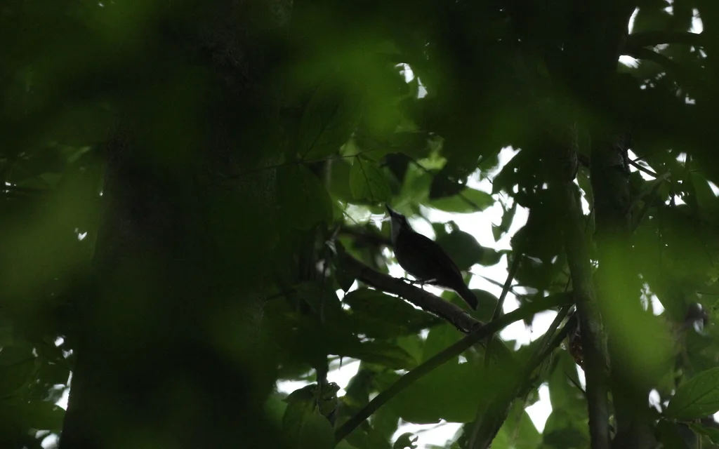 大鹪鹛(Turdinus macrodactylus)