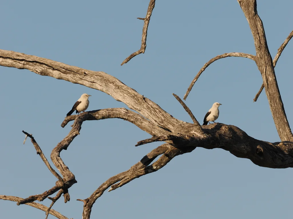 斑鸫鹛(Turdoides bicolor)