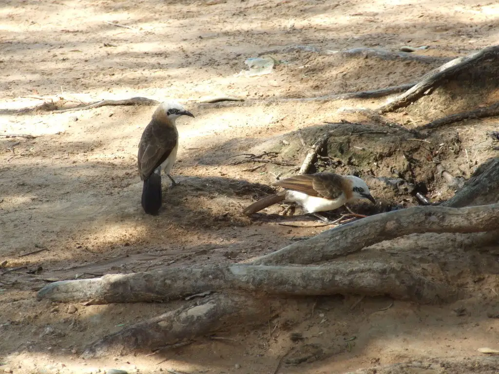 裸颊鸫鹛(Turdoides gymnogenys)