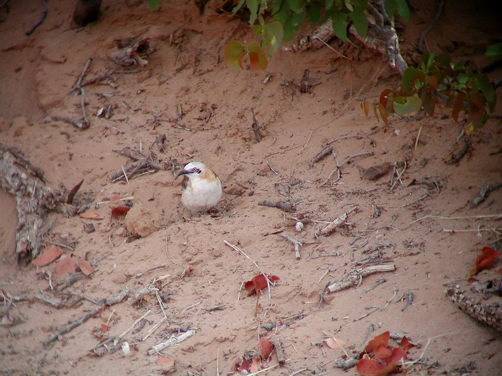 裸颊鸫鹛(Turdoides gymnogenys)