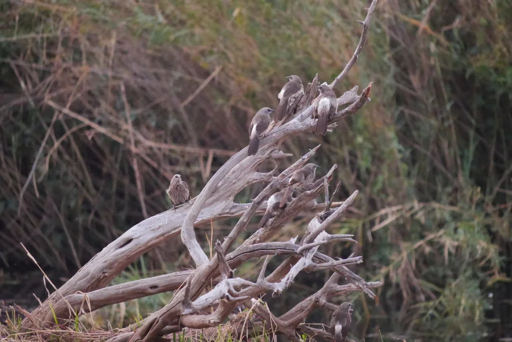 安哥拉鸫鹛(Turdoides hartlaubii)