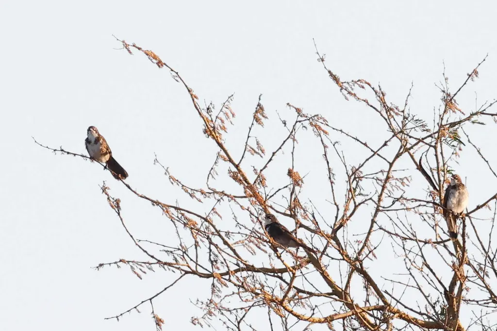 北斑鸫鹛(Turdoides hypoleuca)