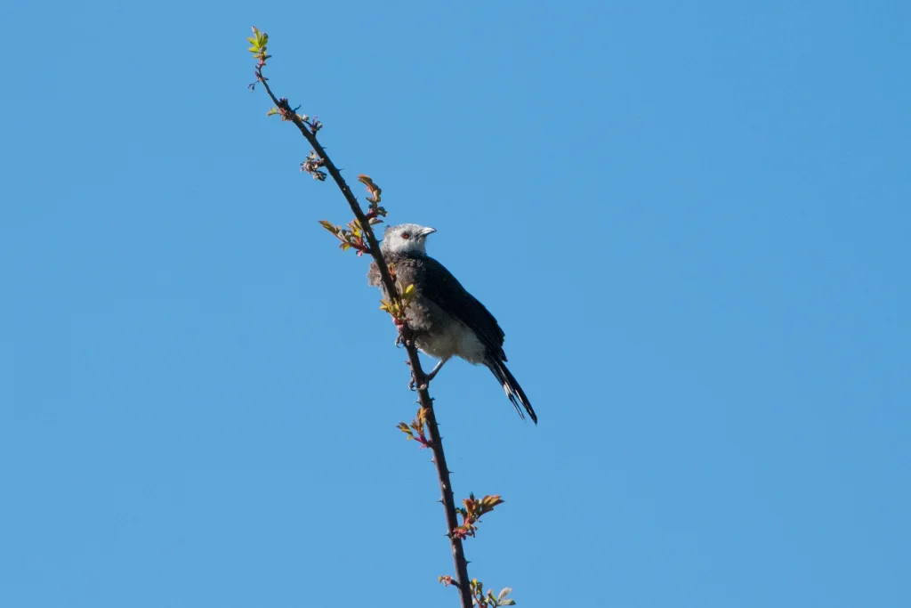 白头鸫鹛(Turdoides leucocephala)