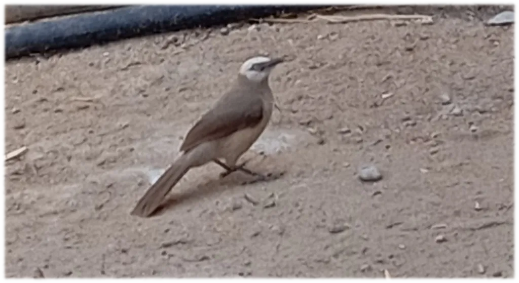 白头鸫鹛(Turdoides leucocephala)