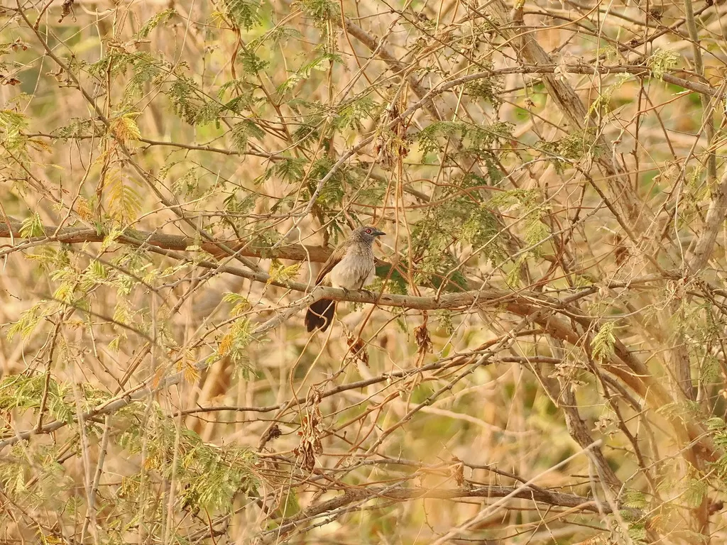 非洲褐鸫鹛(Turdoides plebejus)