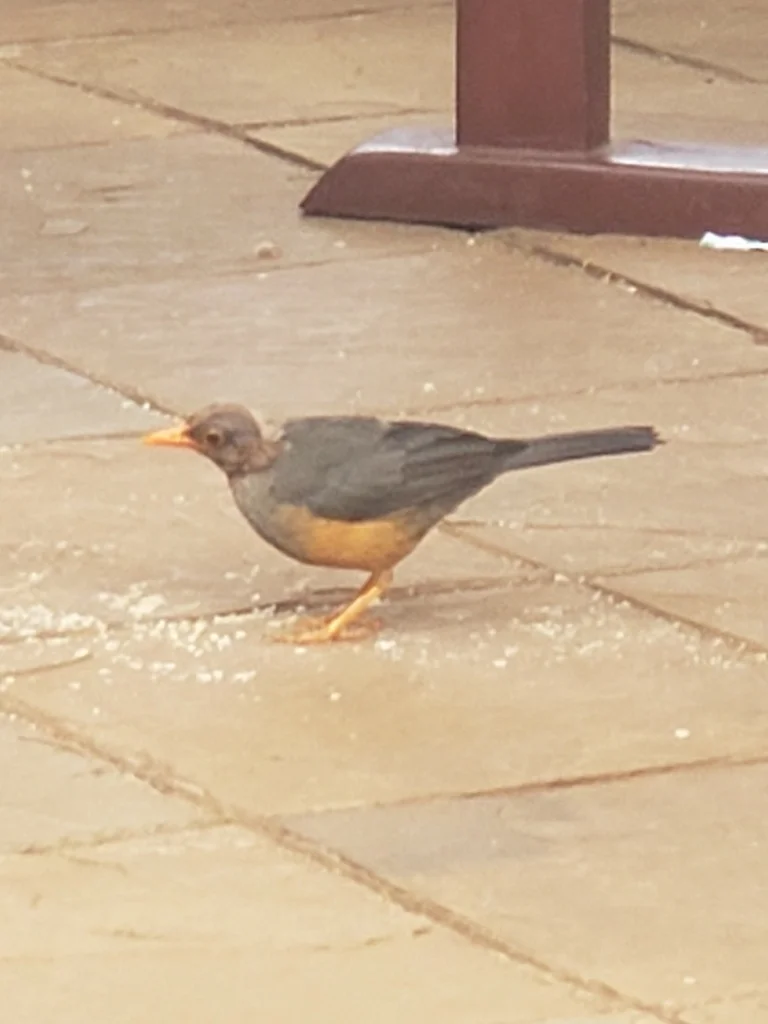 东非鸫(Turdus abyssinicus)