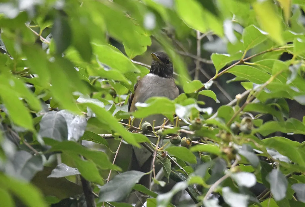 南美白颈鸫(Turdus albicollis)