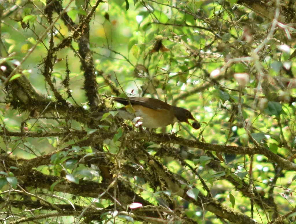 南美白颈鸫(Turdus albicollis)