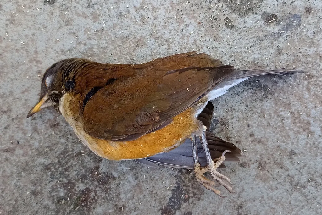 南美白颈鸫(Turdus albicollis)