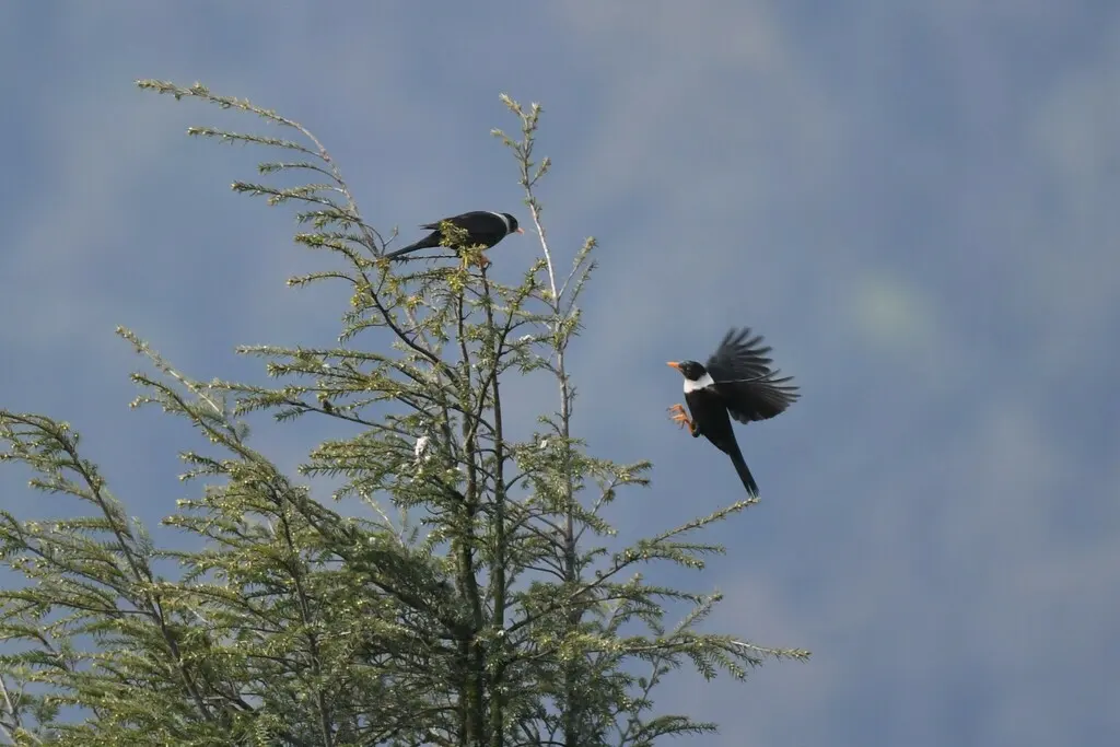 白颈鸫(Turdus albocinctus)