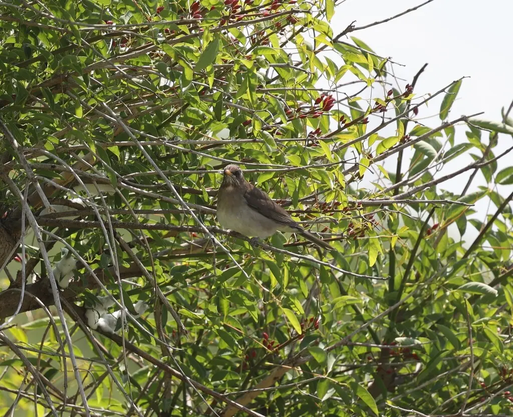 淡腹鸫(Turdus amaurochalinus)