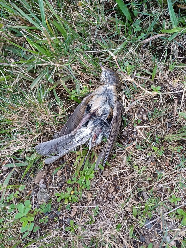 淡腹鸫(Turdus amaurochalinus)