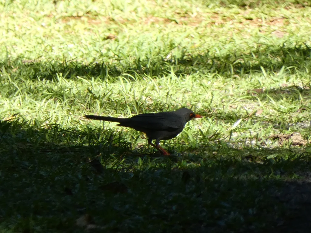 Turdus ardosiaceus（Turdus ardosiaceus）