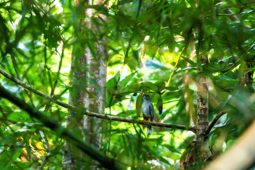 Turdus ardosiaceus（Turdus ardosiaceus）