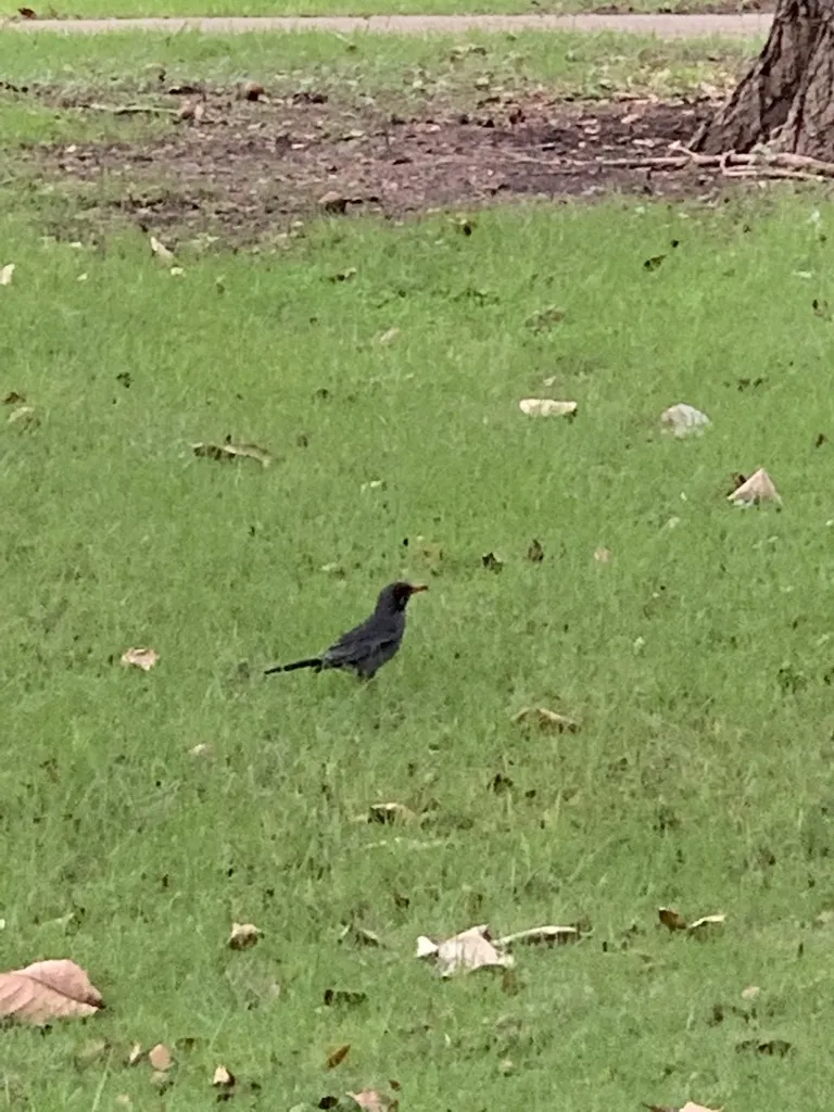 Turdus ardosiaceus（Turdus ardosiaceus）