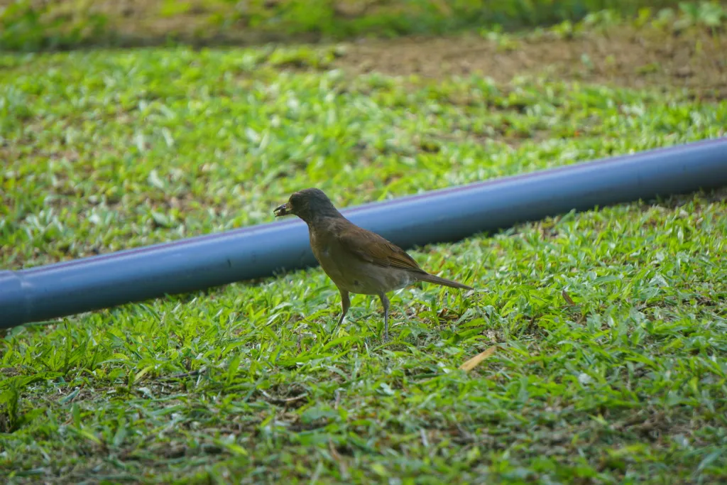 坎皮纳黑嘴鸫(Turdus arthuri)