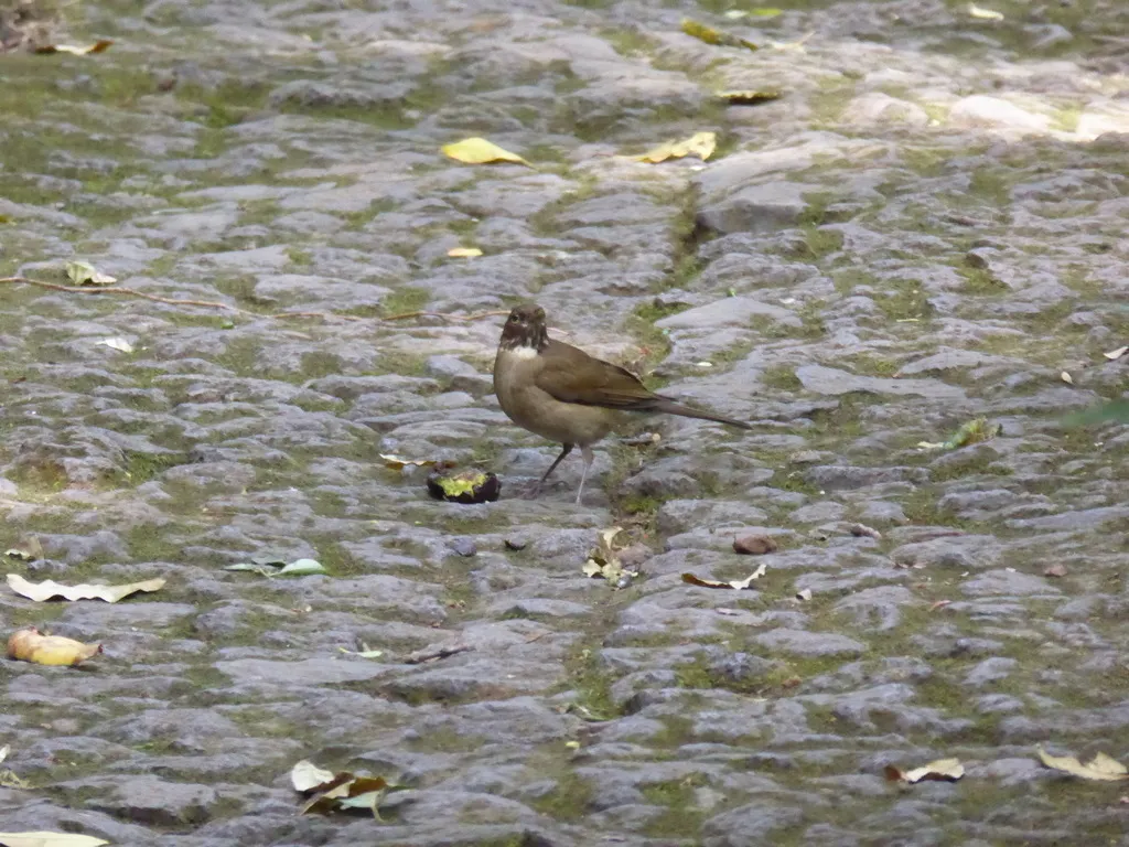 白喉鸫(Turdus assimilis)