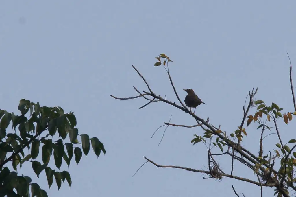 白喉鸫(Turdus assimilis)