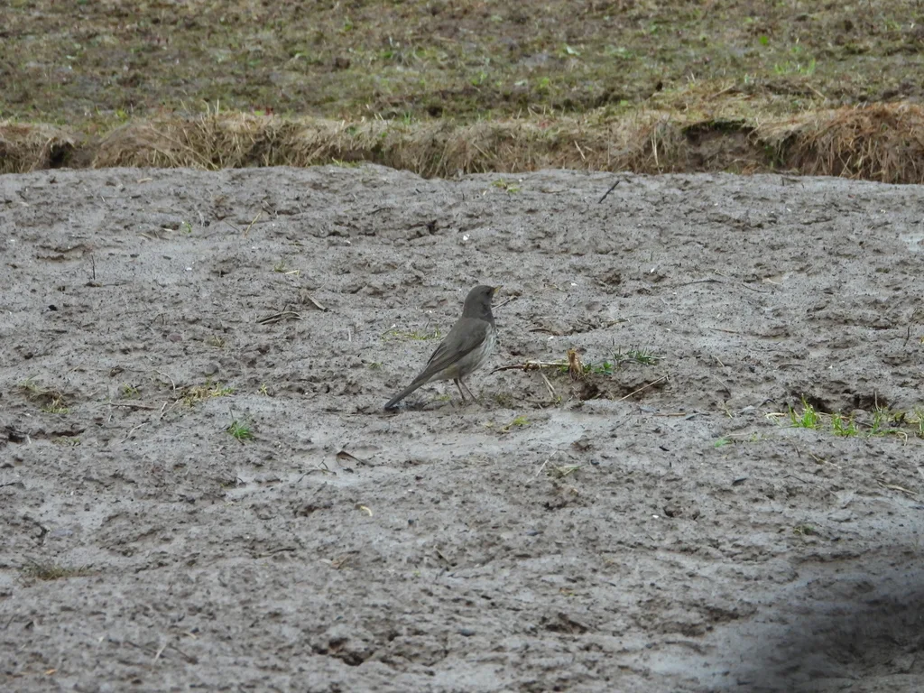 黑喉鸫(Turdus atrogularis)