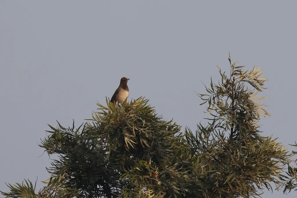 黑喉鸫(Turdus atrogularis)