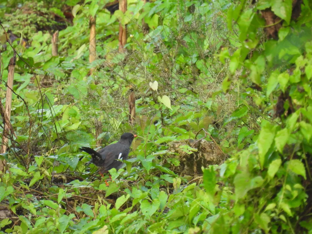 白颏鸫(Turdus aurantius)