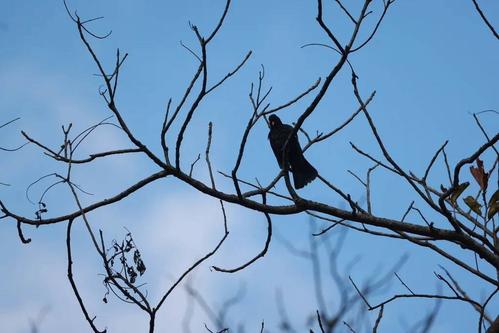 灰翅鸫(Turdus boulboul)