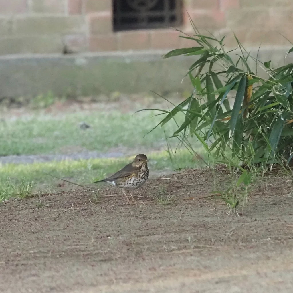乌灰鸫(Turdus cardis)
