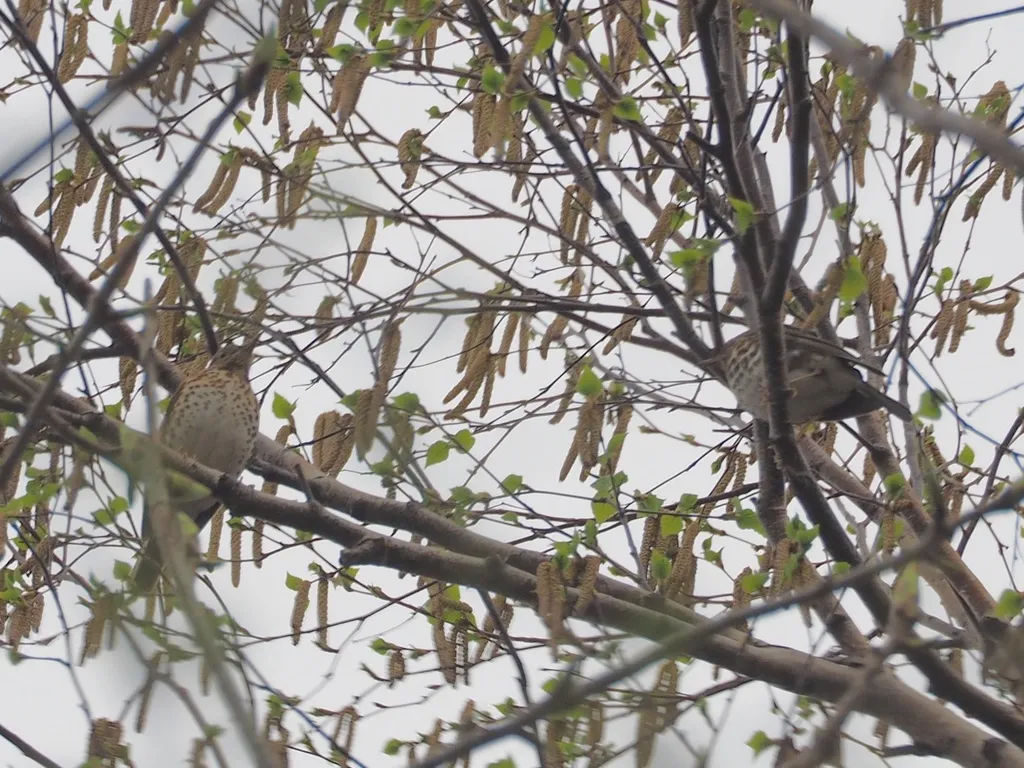乌灰鸫(Turdus cardis)