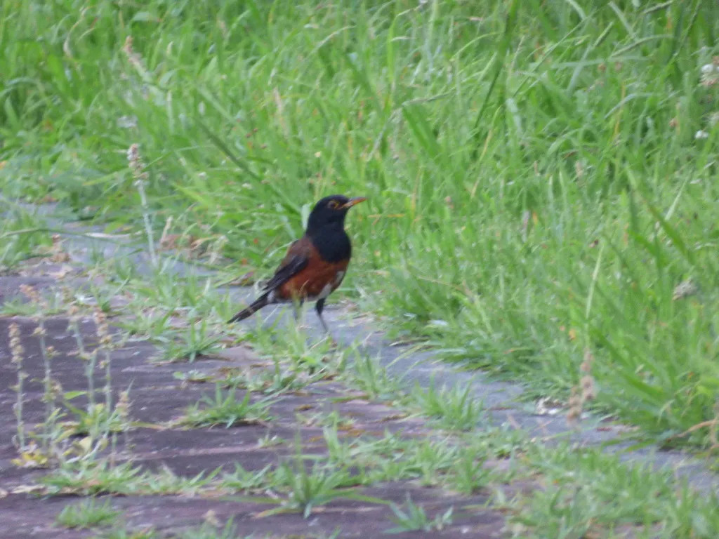 伊岛鸫(Turdus celaenops)