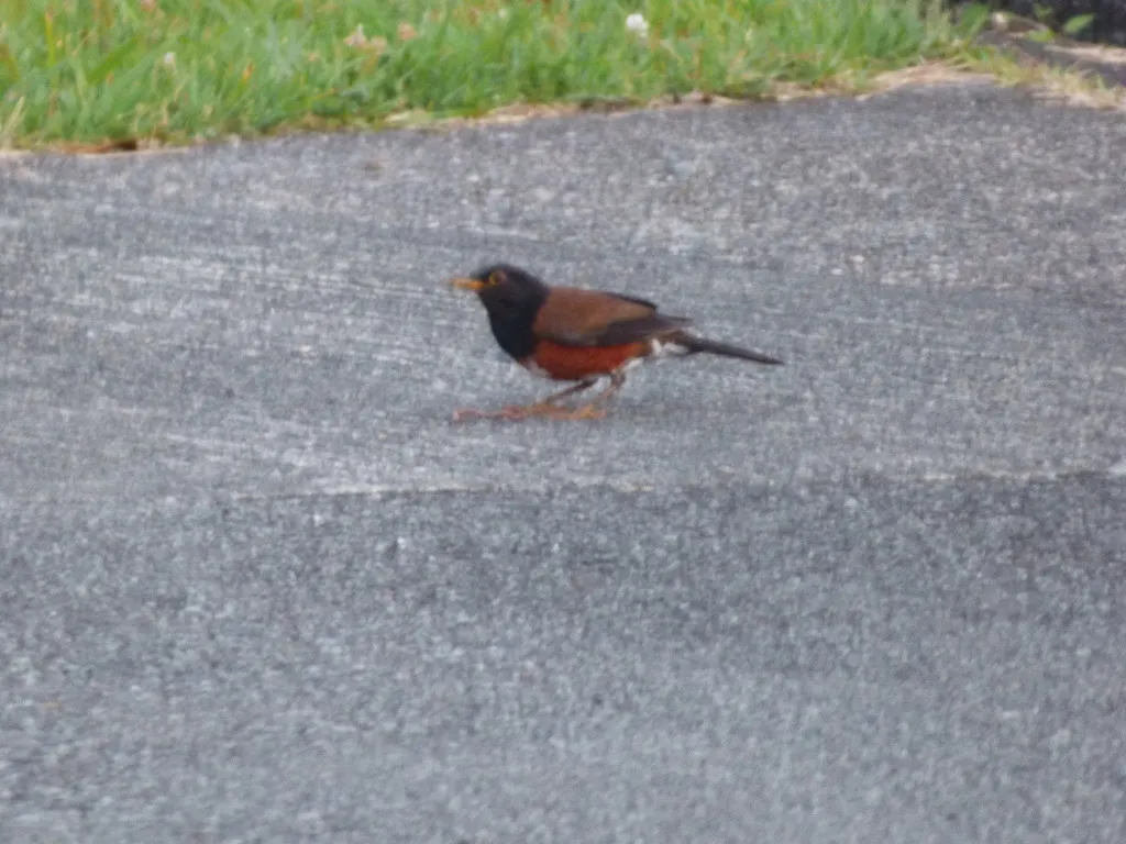 伊岛鸫(Turdus celaenops)