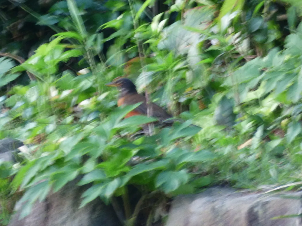 伊岛鸫(Turdus celaenops)